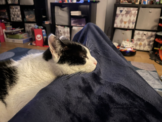Hundreds of cats, thousands of cats, millions and billions and trillions of cats