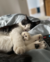 To ask to see your pets? 