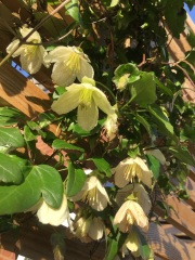 4 flowering things in my garden today!