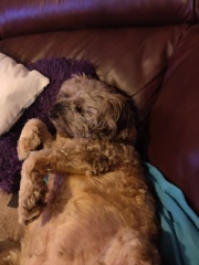 The dog is my favourite.