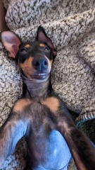 To ask to see your pets? 