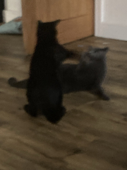 Very happy new kitten slave