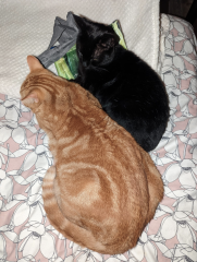 How long is your cat? (Especially if you have a smaller model).