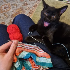 Very happy new kitten slave