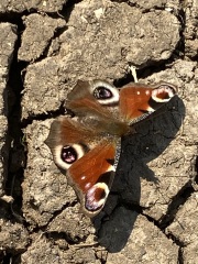 Thread 4 - TalkExiles: "The Planet Goes On Being Round"