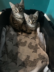 Kittens eating anything and everything 🤦‍♀️