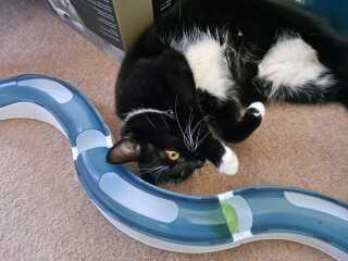 Can we have a cat photo thread ? I’m thinking of getting a cat 