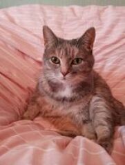 Can we have a cat photo thread ? I’m thinking of getting a cat 