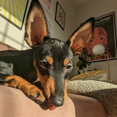 To ask to see your pets? 