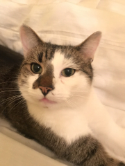 Can we have a cat photo thread ? I’m thinking of getting a cat 