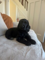 Puppy Survival Thread - as we approach Fireworks night for the first time…