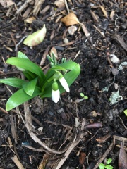 4 flowering things in my garden today!