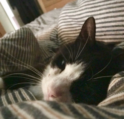 To ask to see your pets? 