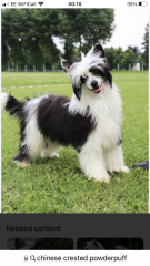 Small calm dog breeds