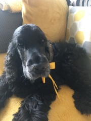 Are show cocker spaniels nice natured?