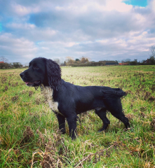 Are show cocker spaniels nice natured?