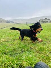 Are show cocker spaniels nice natured?