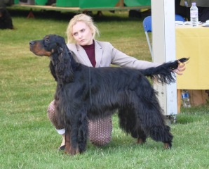 Have just seen the most beautiful Gordon Setter