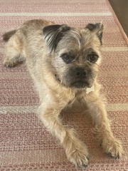 To regret taking on dog and potentially rehome?