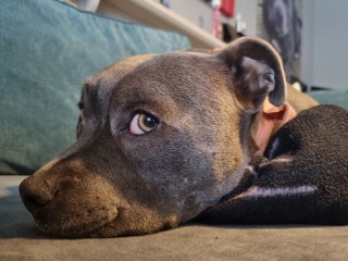 Anyone want to show me a photo of their dog ? 