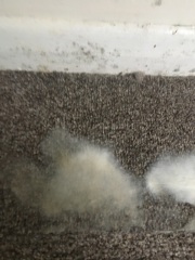 Leak into bedroom, carpets soaked, dry or replace (pics)
