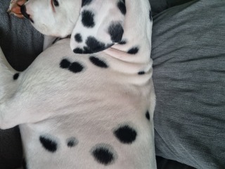 Anyone seen anything like this rash?