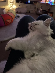 Hundreds of cats, thousands of cats, millions and billions and trillions of cats
