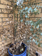 Eucalyptus tree help!