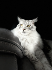 Can we have a cat photo thread ? I’m thinking of getting a cat 