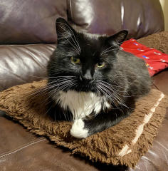 To ask to see your pets? 