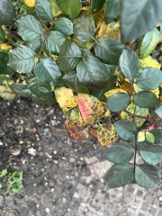 Is this black spot? If so, what should I do?