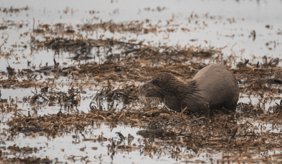 Best foot forward for 2023: a thread for walkers