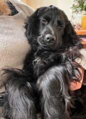 Puppy Survival Thread - as we approach Fireworks night for the first time…