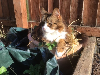 Can we have a cat photo thread ? I’m thinking of getting a cat 