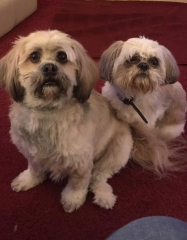 To ask to see your pets? 
