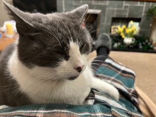 To ask to see your pets? 