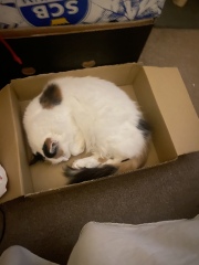 Can we have a cat photo thread ? I’m thinking of getting a cat 