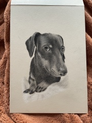 Pet portraits - brutally honest opinions needed 
