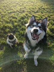 Anyone want to show me a photo of their dog ? 