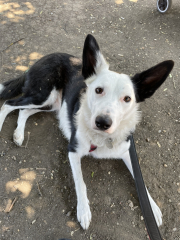 To ask to see your pets? 