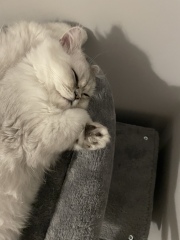 The boys are being neutered tomorrow! What to expect? 