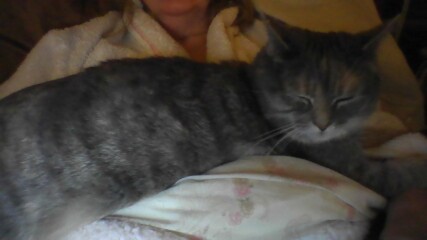 Can we have a cat photo thread ? I’m thinking of getting a cat 