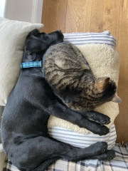 To ask to see your pets? 