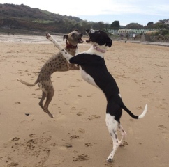 Anyone want to show me a photo of their dog ? 