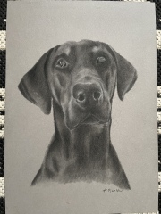 Pet portraits - brutally honest opinions needed 