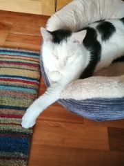 Is it really, truly impossible to overfeed a kitten?