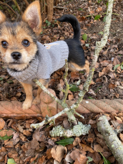 Chihuahua owners here! 