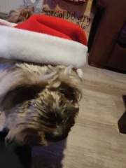 The dog is my favourite.