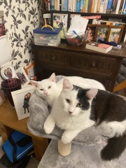 Show off your rescues!