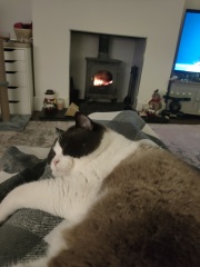 Can we have a cat photo thread ? I’m thinking of getting a cat 